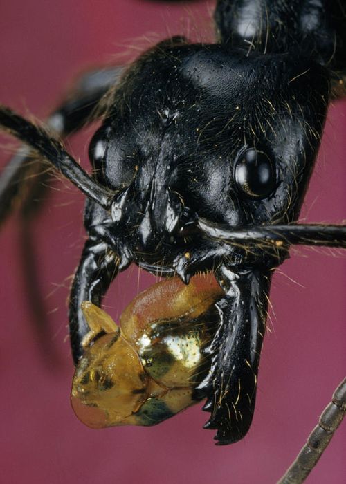 Dino ponera is one of the world's largest ants