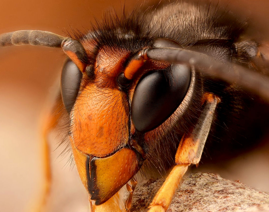 An Asian hornet with orange head