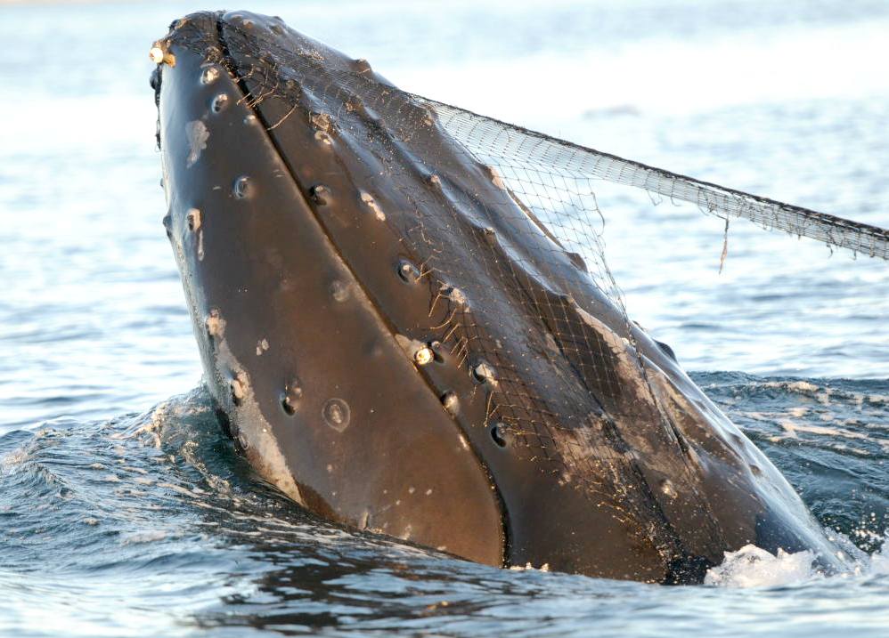 A Humpback whale off Vancouver Island, trapped in ghost fishing nets