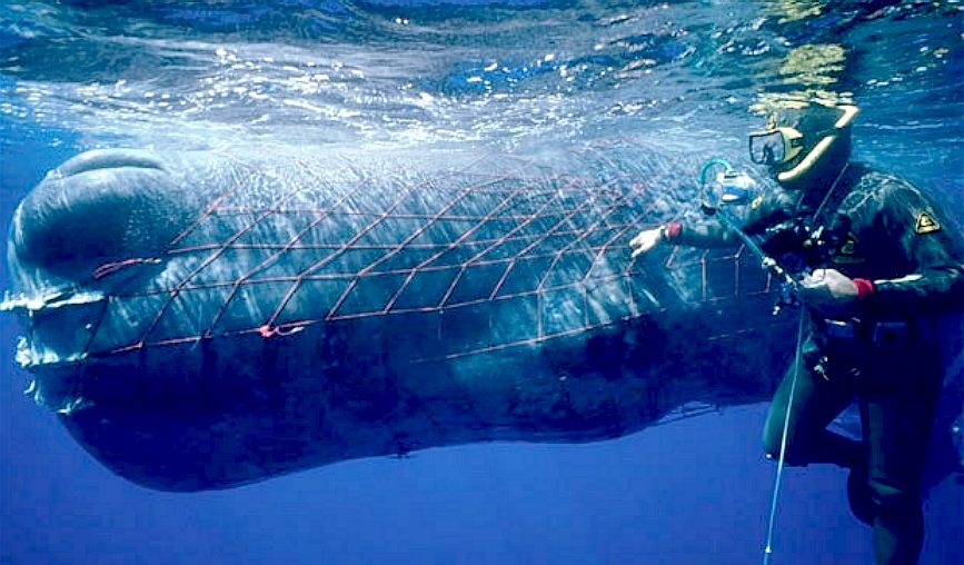 A Sperm whale in the Atllantic caught in ghost fishing nets